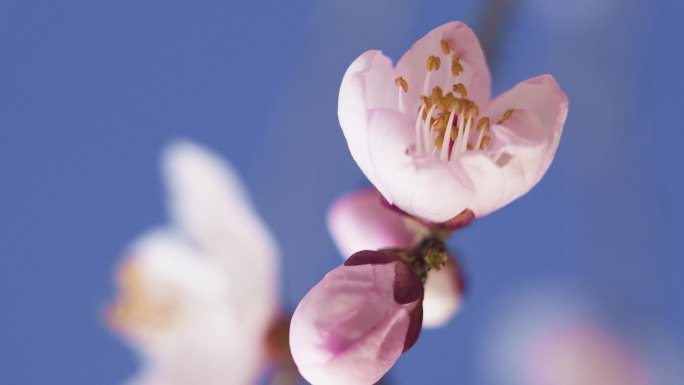 春天桃花花开 花开特写 花开延时