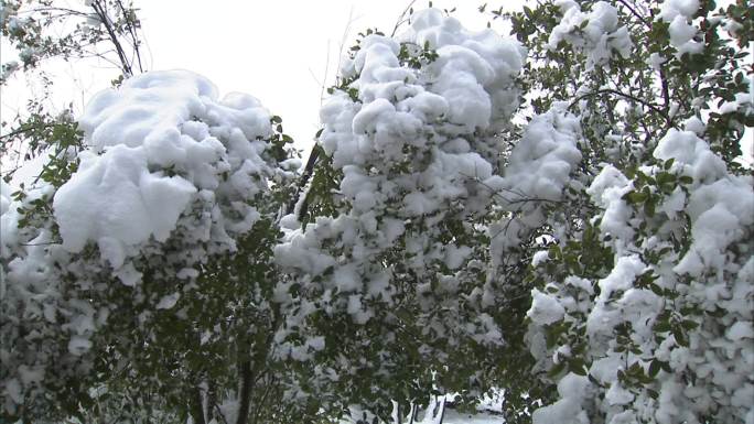 公园 雪景 树木 枝头积雪 雪融后的树木