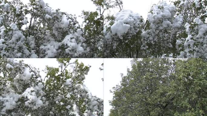 公园 雪景 树木 枝头积雪 雪融后的树木