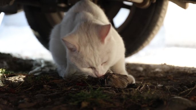 一只小白猫抓到了一只麻雀，把它扔在地上吃了