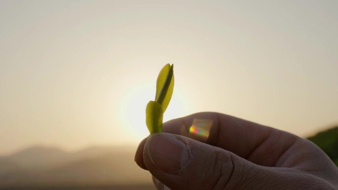 夕阳下手拿茶叶特写