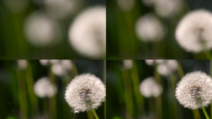 春天田野里蒲公英球的白色花朵