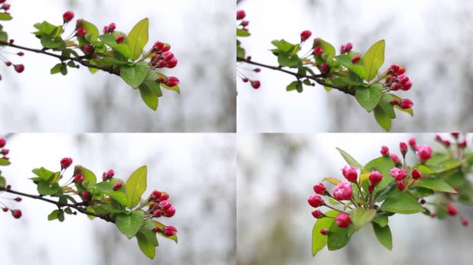 玉兰花 春天 唯美 花 玉兰花 特写