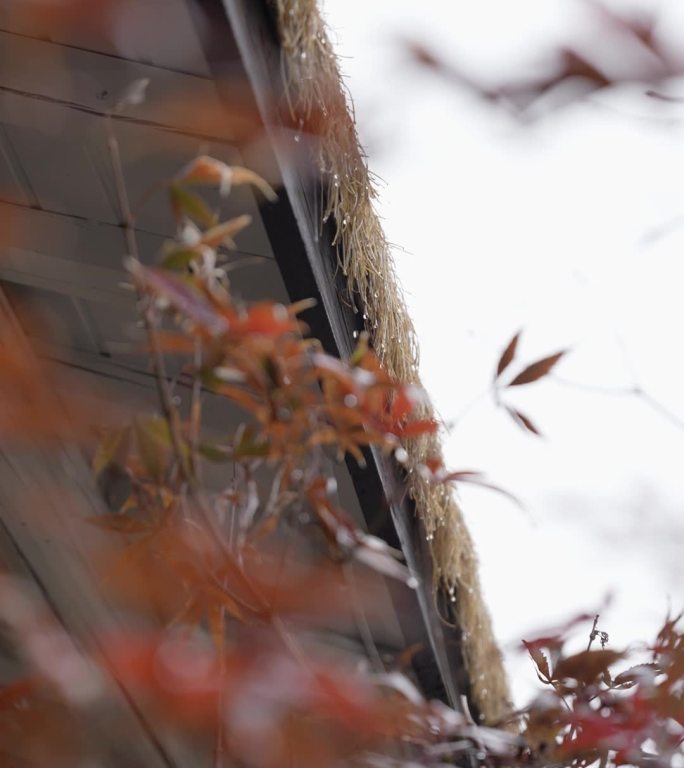 竖版 茅草屋檐滴下雨水