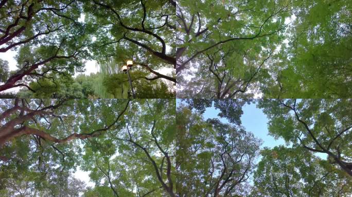 唯美仰望仰视仰拍树林树叶树木空镜头44