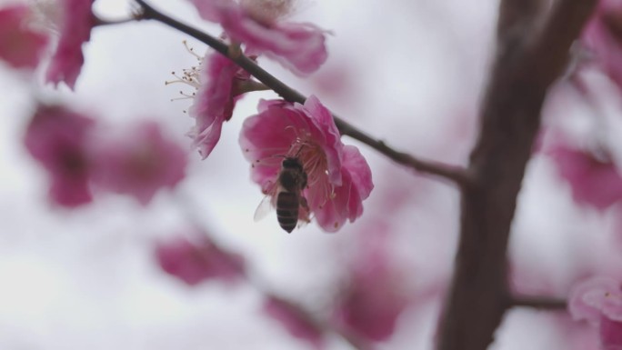 蜜蜂在春天的花朵上收集花粉和花蜜