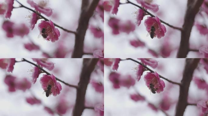 蜜蜂在春天的花朵上收集花粉和花蜜