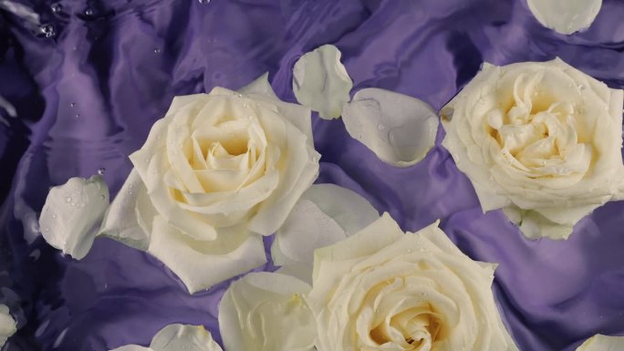 白玫瑰的花朵和花瓣漂浮在深紫色的丝绸背景上，在水面上荡漾。