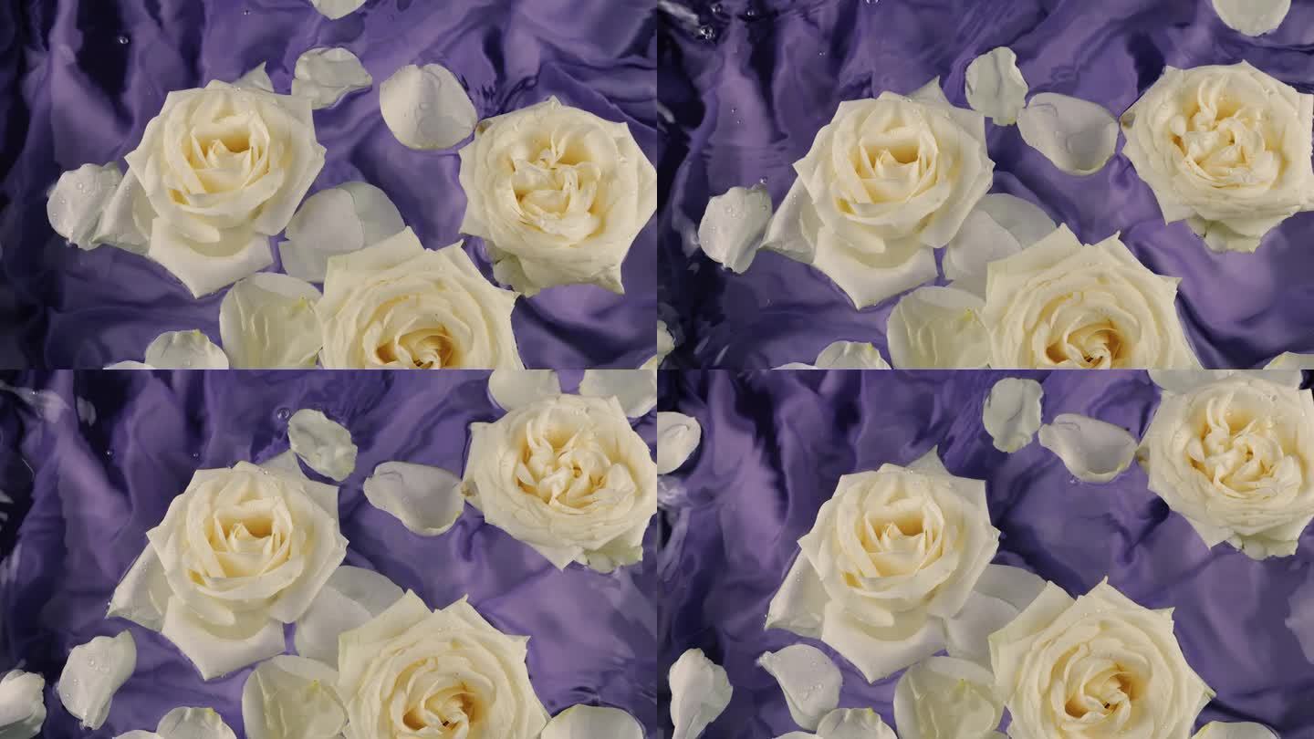 白玫瑰的花朵和花瓣漂浮在深紫色的丝绸背景上，在水面上荡漾。