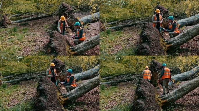 工人们在暴风雨后检查倒下的树木