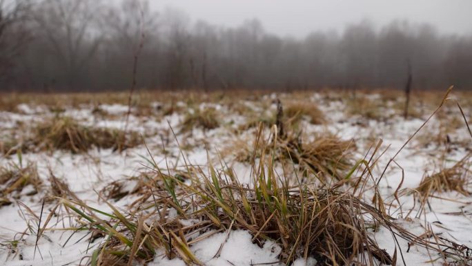 冬天的雪下，枯黄的老草，一片田野