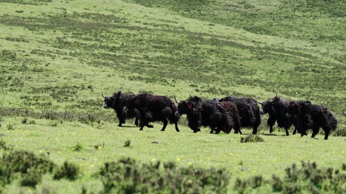 青海高原牦牛群大山里奔跑吃草