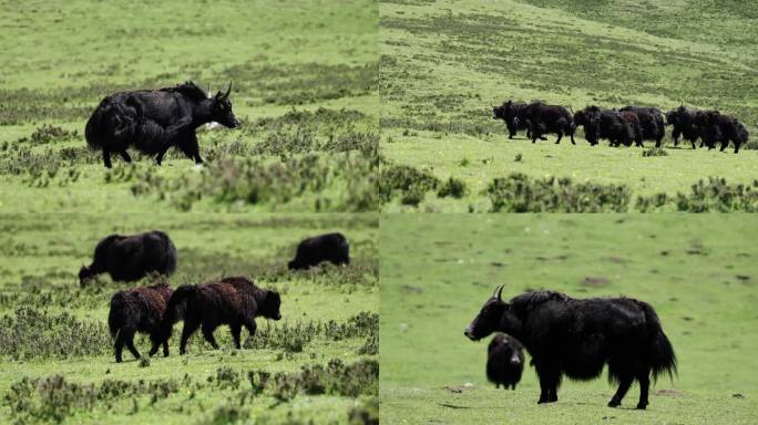 青海高原牦牛群大山里奔跑吃草