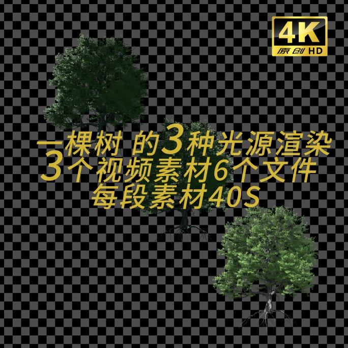 树 13