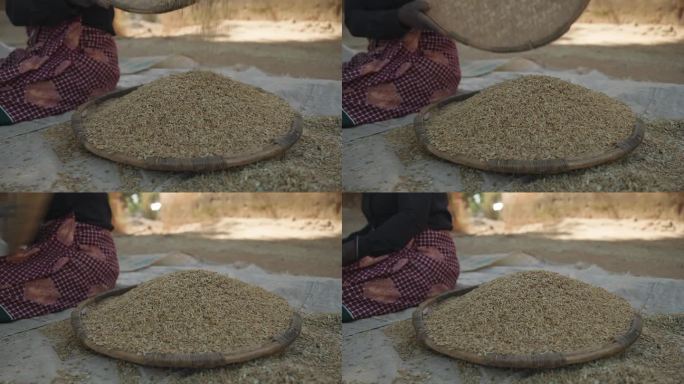 非洲的水稻干燥