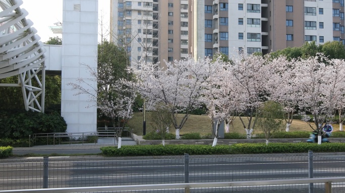 樱花大道樱花绽放唯美网红电车站苏州秀岸站