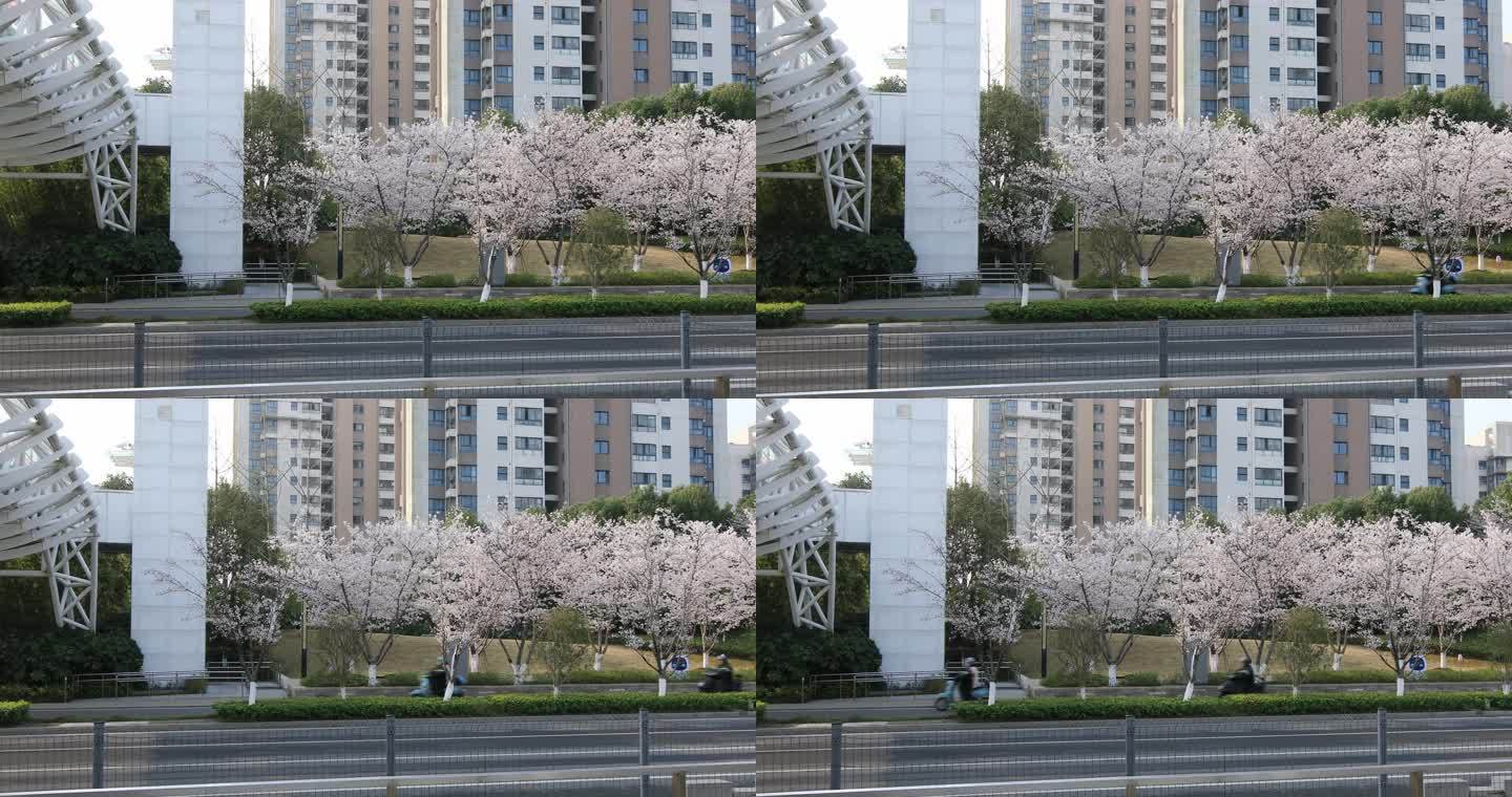 樱花大道樱花绽放唯美网红电车站苏州秀岸站