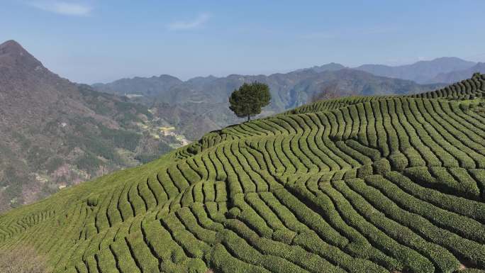 小河庙茶山与油菜花89_00000312