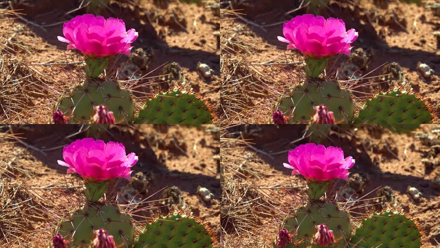 开花的仙人掌植物，在峡谷地国家公园的粉红花的Opuntia sp.(多刺)