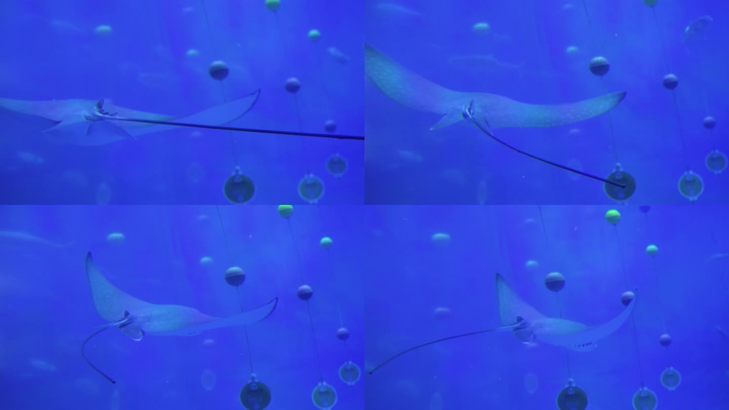 海洋馆水族馆海洋鱼热带鱼燕子鳐