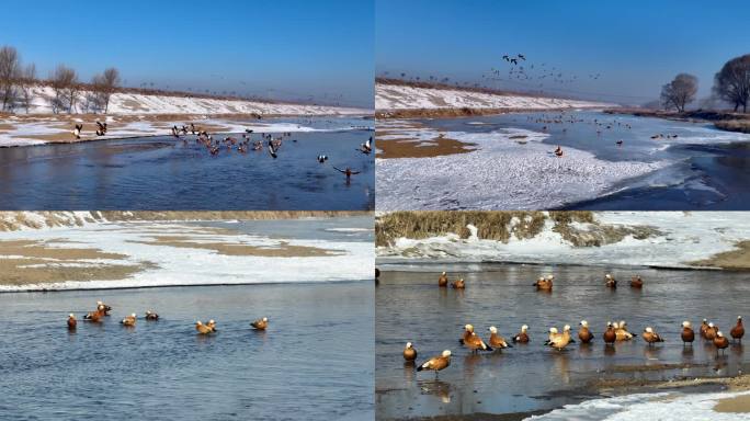 航拍中国 冬季大自然美景 升格野鸭子