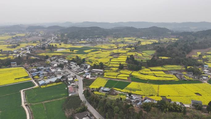 德阳调元镇顺河村油菜花