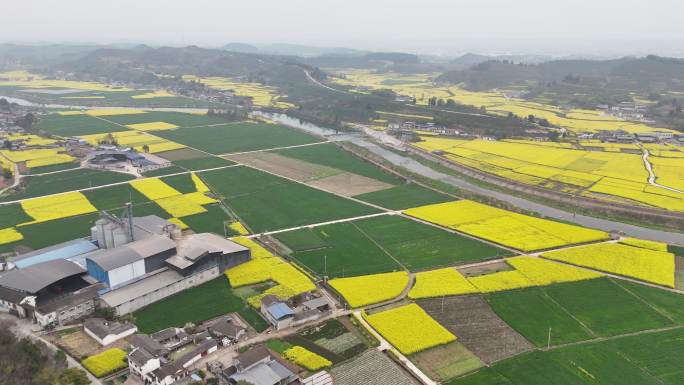 德阳调元镇顺河村油菜花