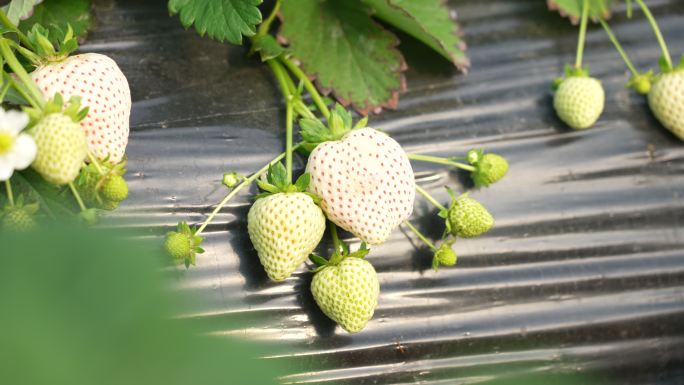 4k大棚里草莓种植