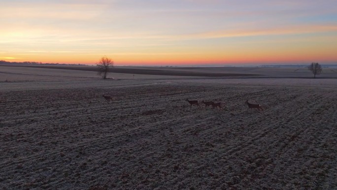 鸟瞰黎明时分在农田上行走的鹿