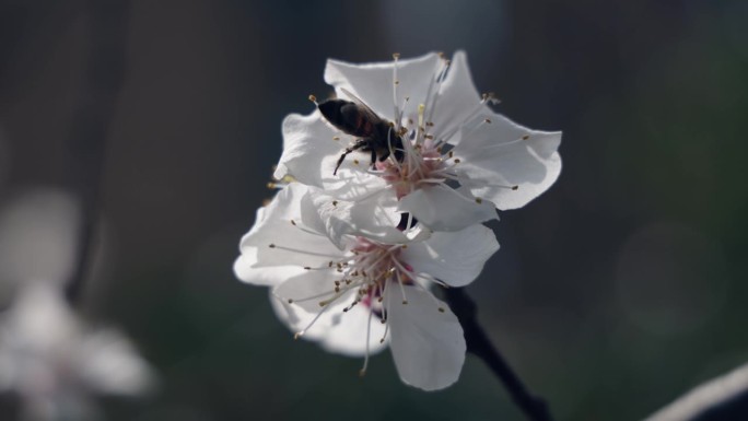 蜜蜂在春天的花朵上收集花粉和花蜜
