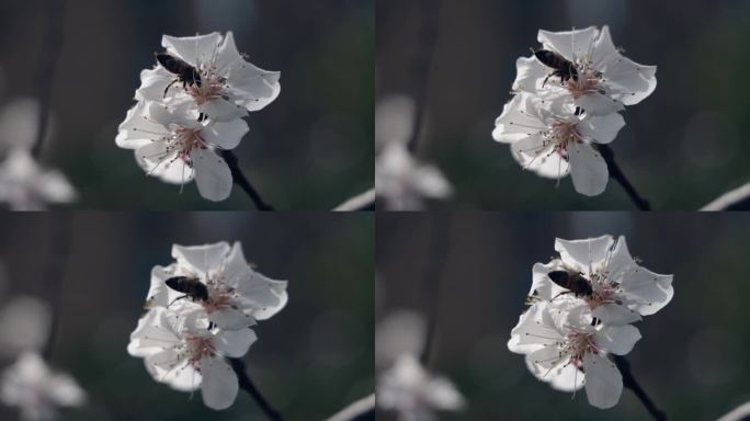 蜜蜂在春天的花朵上收集花粉和花蜜