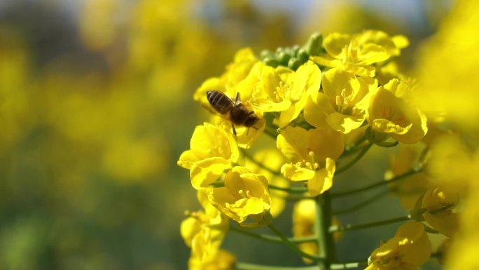 蜜蜂采食油菜花慢动作