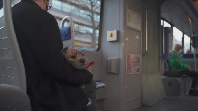 德国慕尼黑，主人抱着小狗乘坐电车。带宠物乘坐公共交通工具的主题。狗和主人一起乘电车。一个面目全非的女