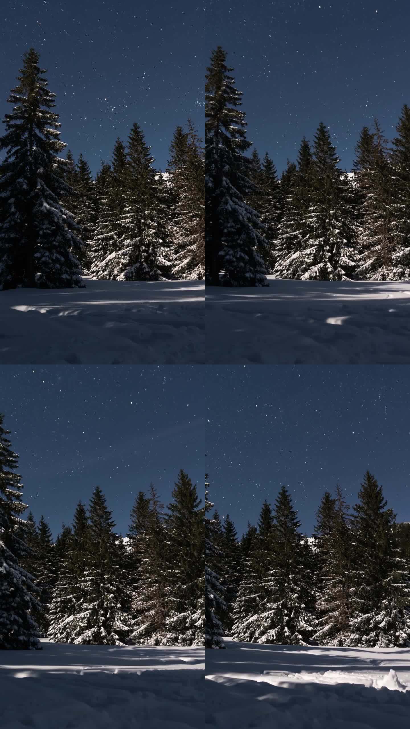 月光下冬季森林上空的蓝色星空星空垂直全景，天文时间流逝