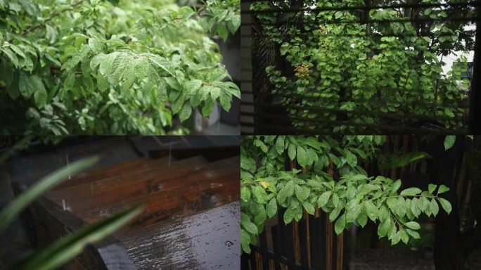 大理 民宿 树叶 雨滴 窗外静谧感