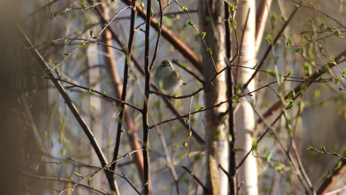 在爱沙尼亚一个刮风的晚上，柳莺栖息在树枝中间，离开