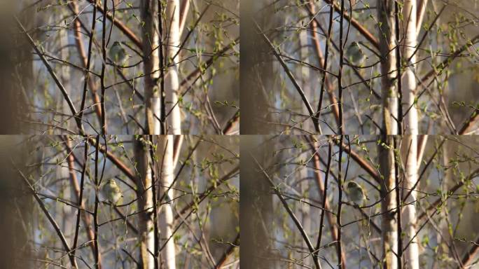 在爱沙尼亚一个刮风的晚上，柳莺栖息在树枝中间，离开