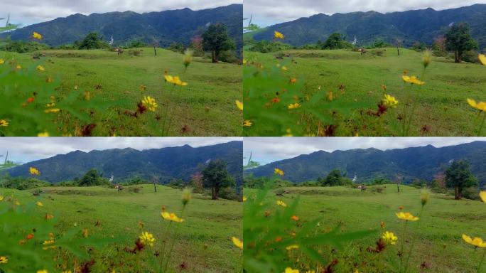 周围的运动，黄色的宇宙花在微风中摇曳，奶牛在远处的青山吃草的背景，宁静的春天村舍的审美