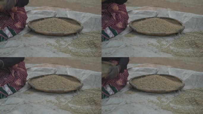 非洲的水稻干燥