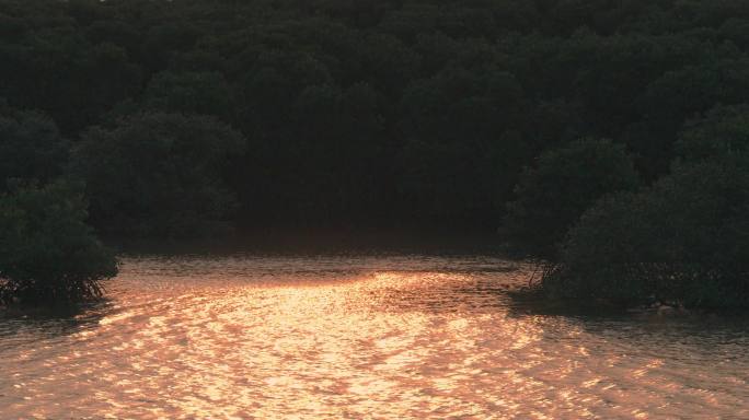 红树林湿地阳光早晨