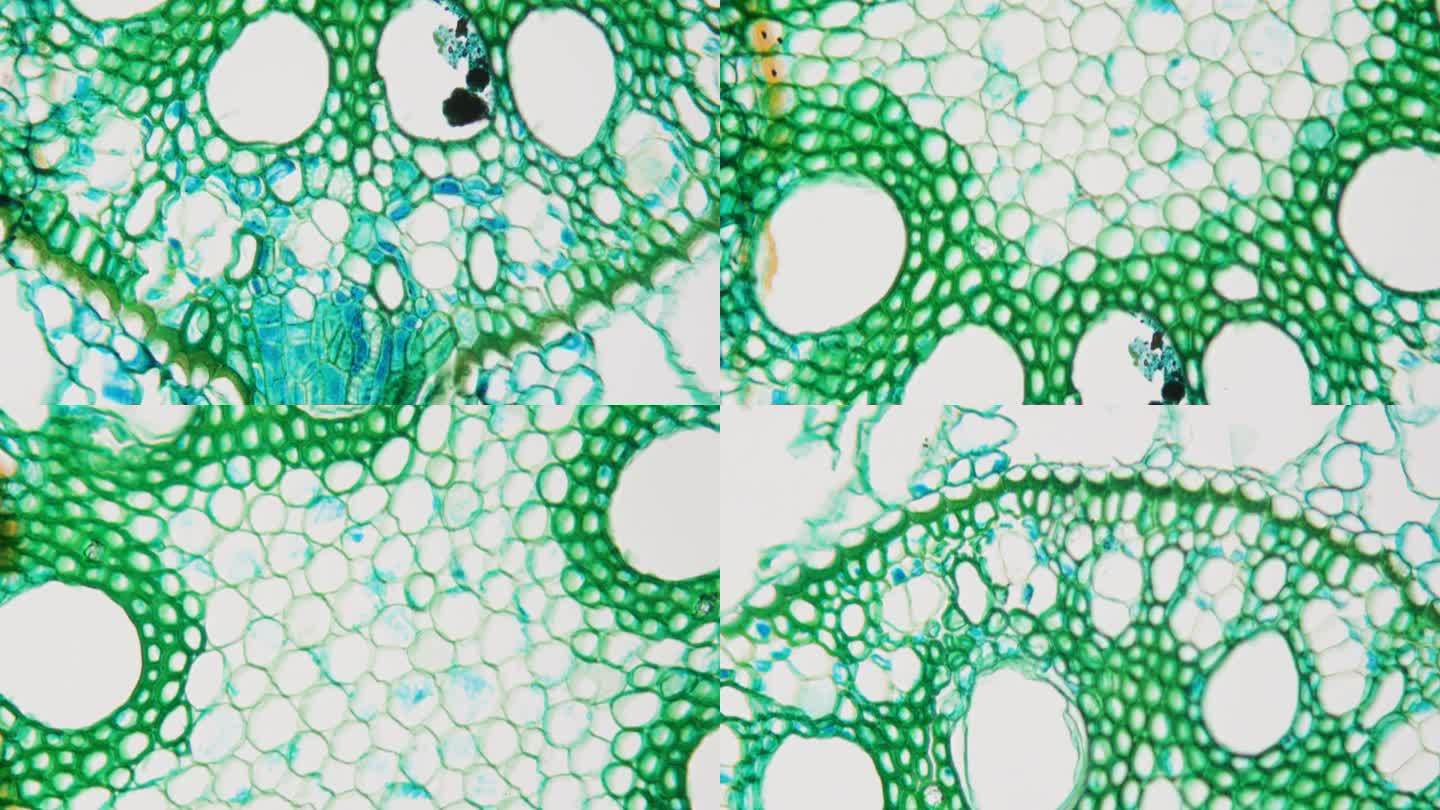 光场显微镜下玉米根系横切面。放大400倍。是人类和牛的主要营养谷物之一。Microbotany。植物
