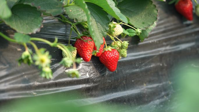 4k大棚里草莓种植