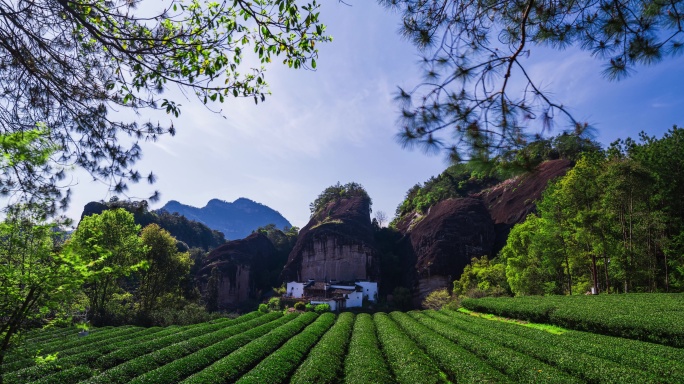 【8K】武夷山马头岩茶园延时