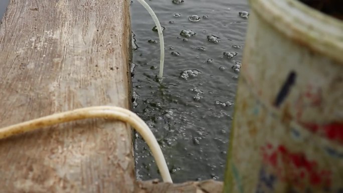 一种氧气软管，插入牲畜池塘以维持鱼的生命。