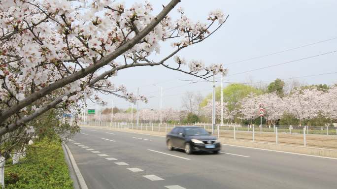 清晨苏州樱花大道春天美景 樱花绽放