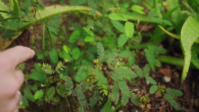 人与敏感的含羞草植物相互作用，导致叶子折叠。生物学家在温室里检测植物反应、教育演示。触碰触发动作，含