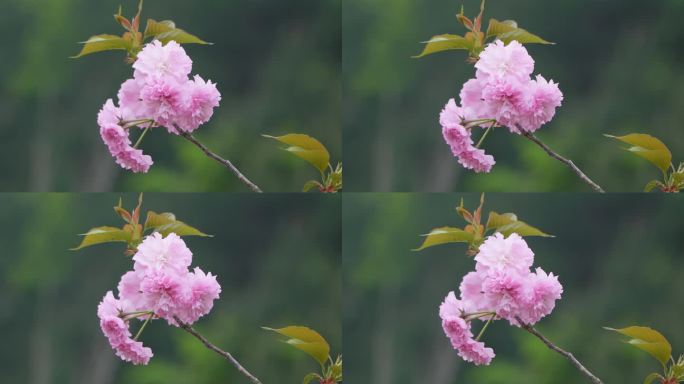 樱花空镜头