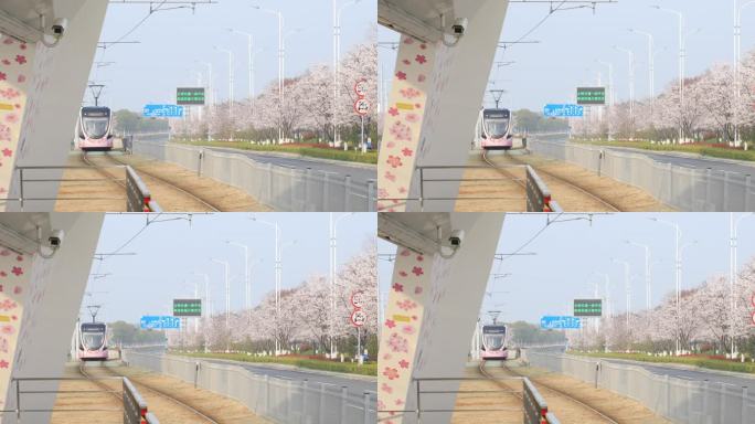 清晨苏州科技城樱花盛开唯美樱花主题电车