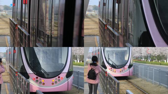 电车驶离 游客拍摄樱花大道电车美景