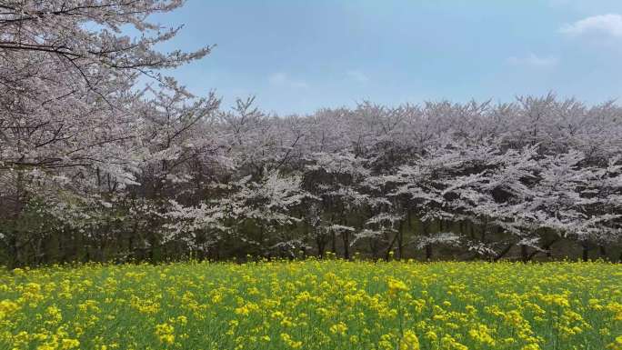 贵州万亩樱花海平坝万亩樱花园油菜花4K